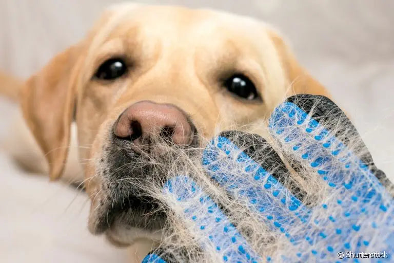 Luva Massageadora e Removedora de Pelos para Cachorros e Gatos